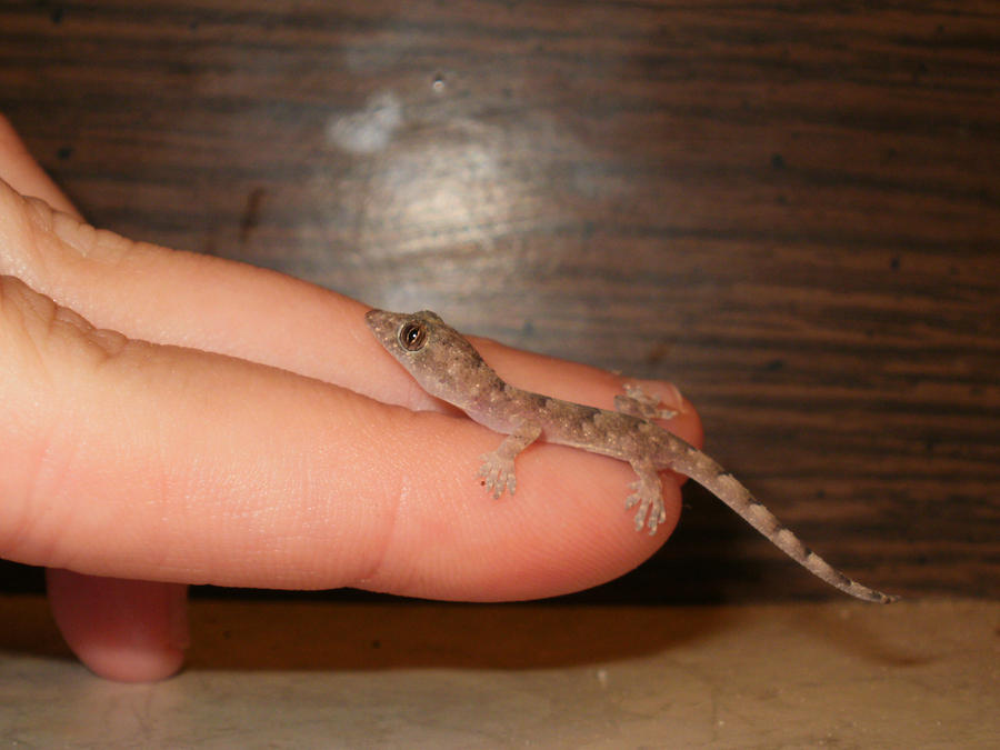 Baby Gecko 1