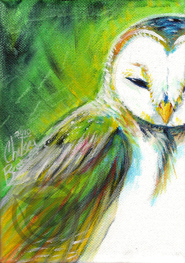 Barn Owl