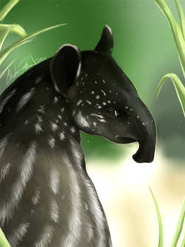 Daily animal 3 - Baby Tapir