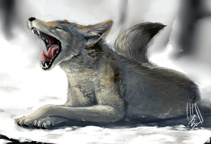 Daily Animal 8 - Coyote