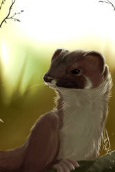 Daily Animal 10 - Stoat