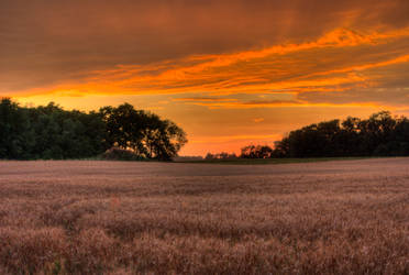 Wheat Field Sunset 2