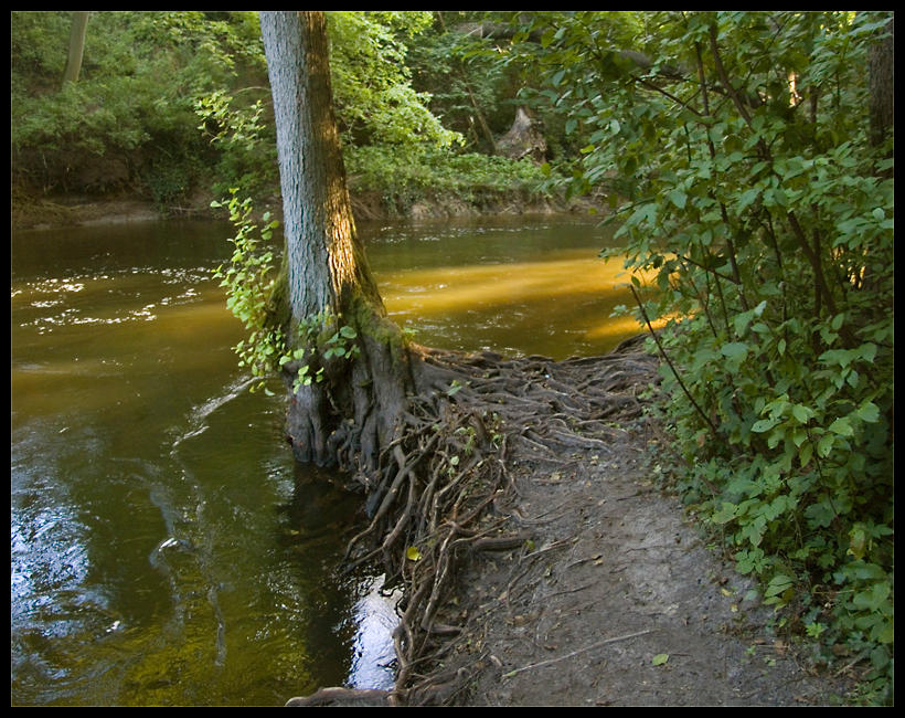 solid roots by malydok on DeviantArt