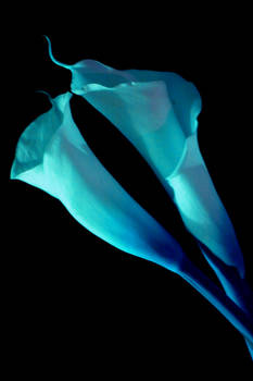 Ice Lily