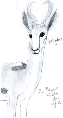 Springbok My Drawing by CrazyWerewolfGirl on DeviantArt