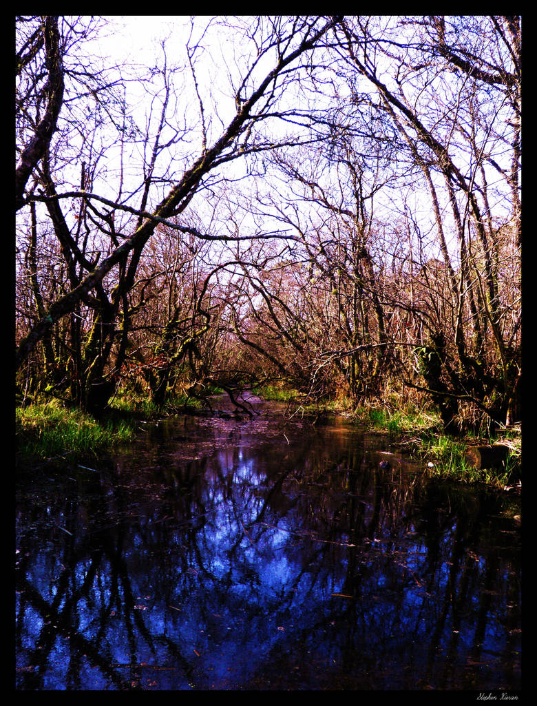 Swamp2 by stephen Kieran