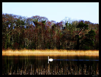 Swan by Stephen Kieran