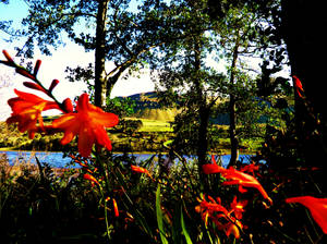 orange flower