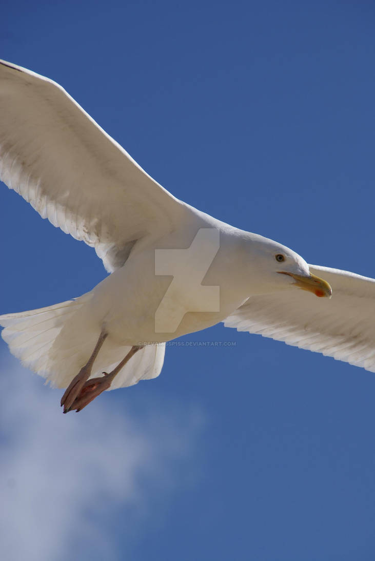 Gulls 4