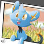 Shinx Picture