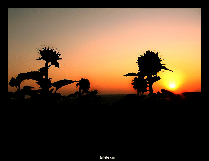 Sunflower silhouettes