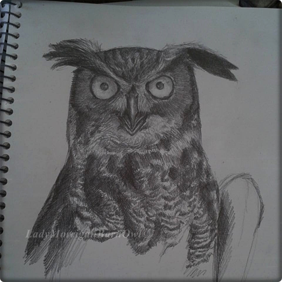 Sketching an Owl