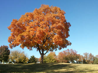 A tree popping its collar