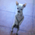 Chihuahua dance