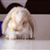Sleepy Bun