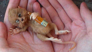 Drunk mouse