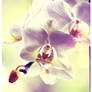 orchidee++