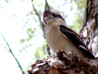 King kookaburra