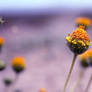 Baubles in the Wind