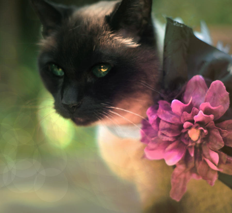 Desdemona by TEMPERATE-SAGE