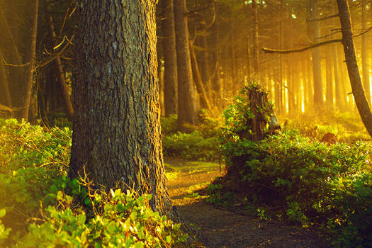 Golden Whispers by TEMPERATE-SAGE