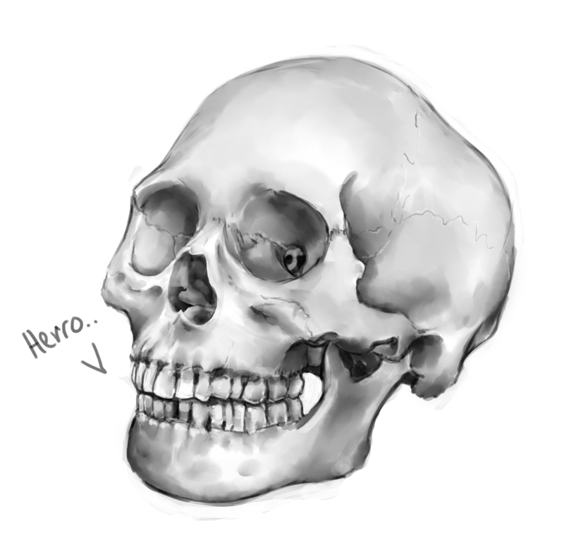 Skull Study