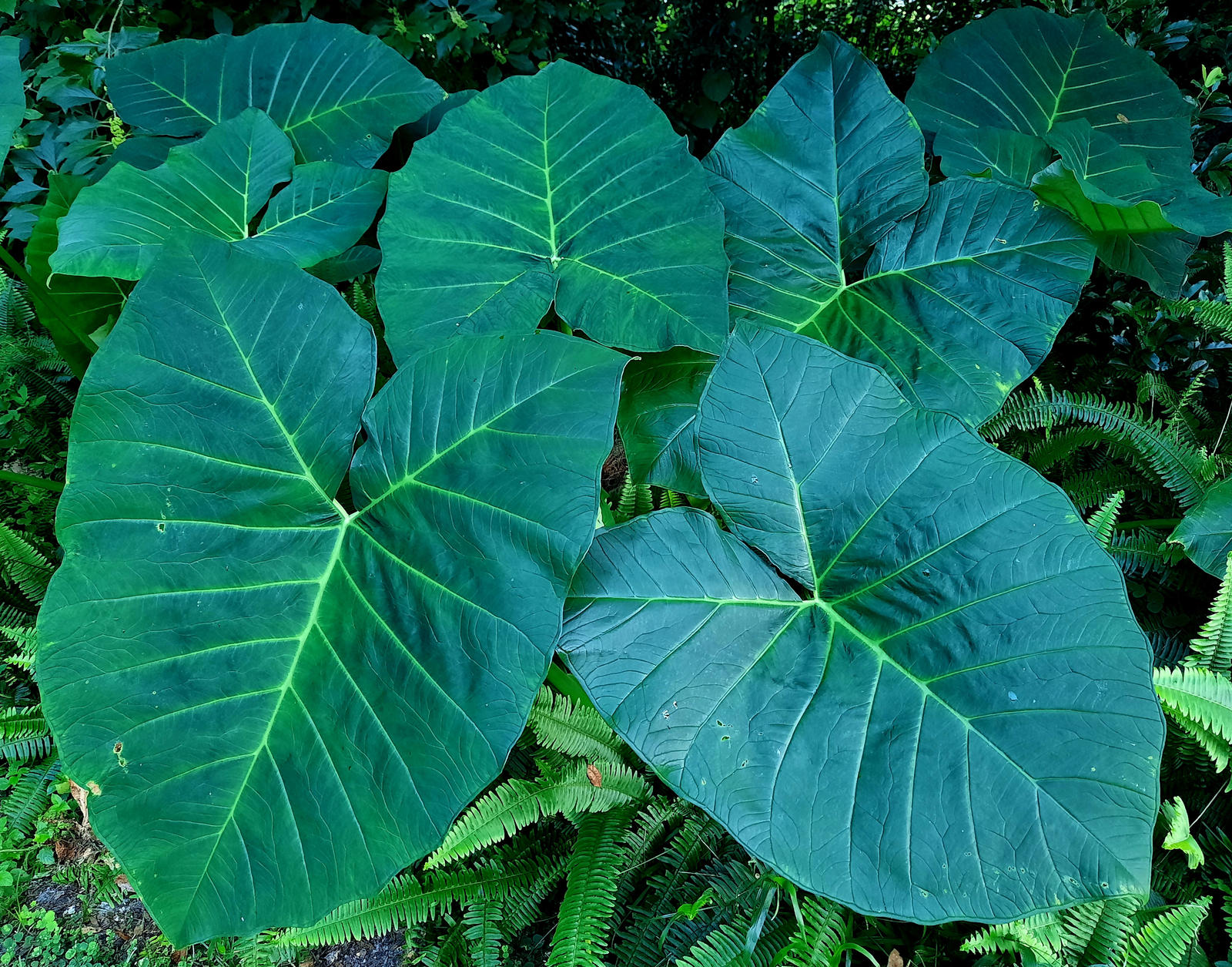 Elephant Ears and Fern by zimzim1066 on DeviantArt