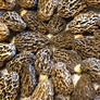 Lawn morels