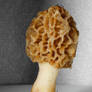 morel