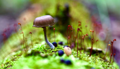 Mushroom