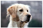 Golden Retriever by Hedling