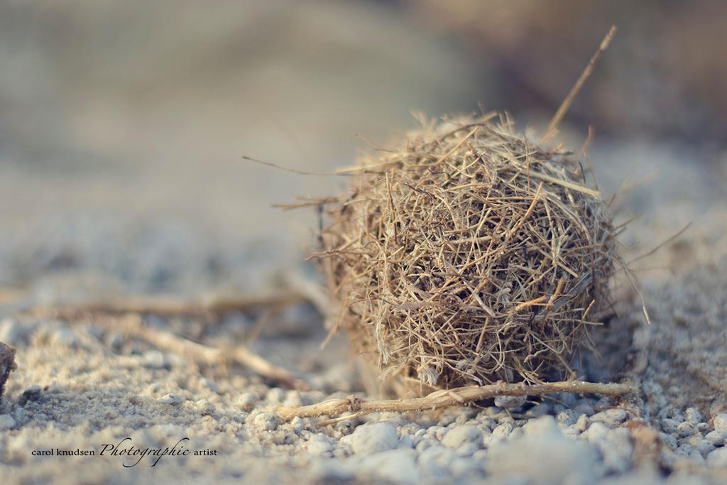 Washed Ashore