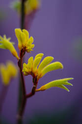 Kangaroo Paw Flower