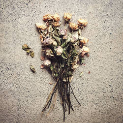 Dried Roses on Concrete - STOCK use allowed