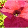 Unidentified flower...