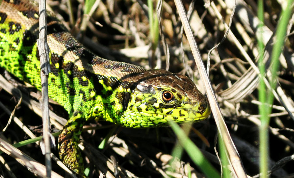 Hello Little green Guy