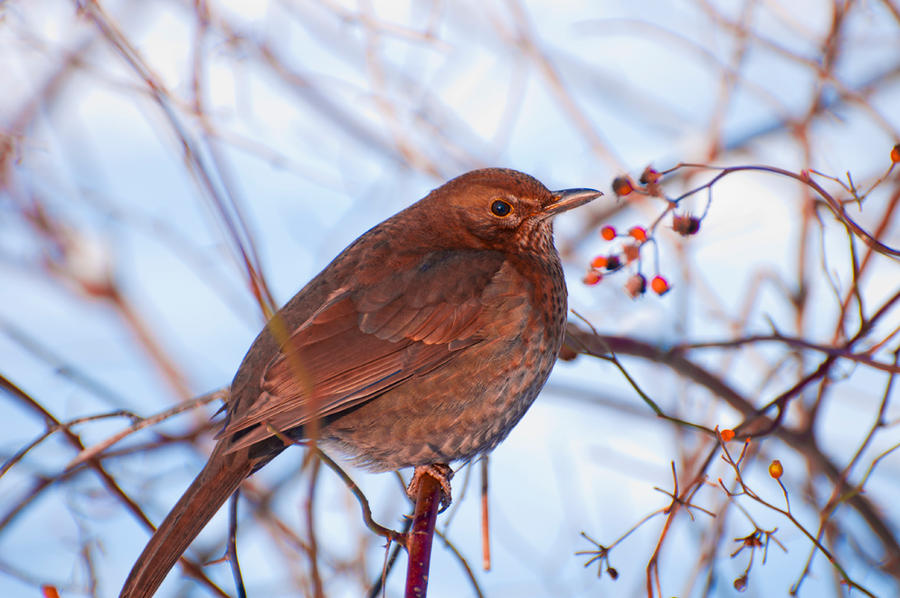 Turdus merula - shemale 2