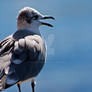 Florida Sea Gull