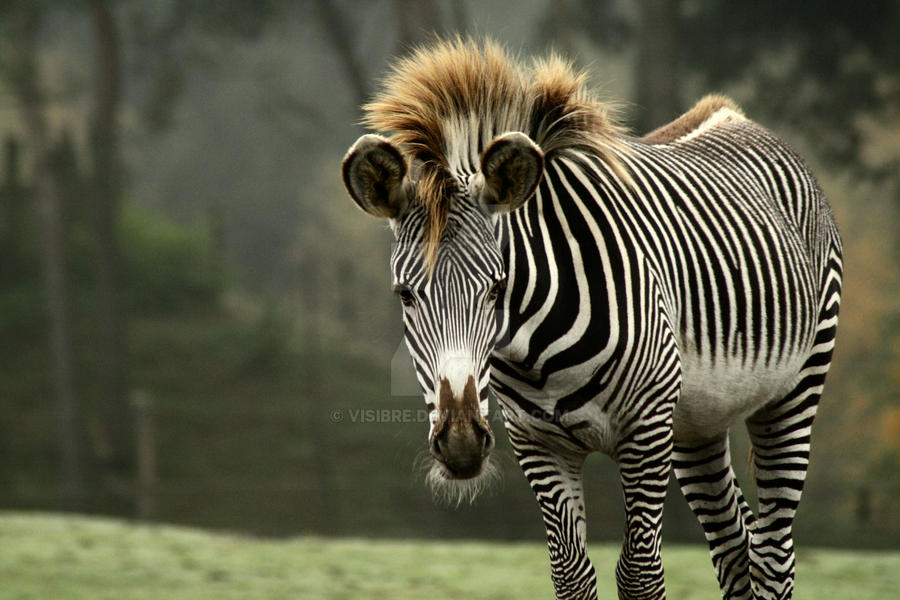 Little punker zebra