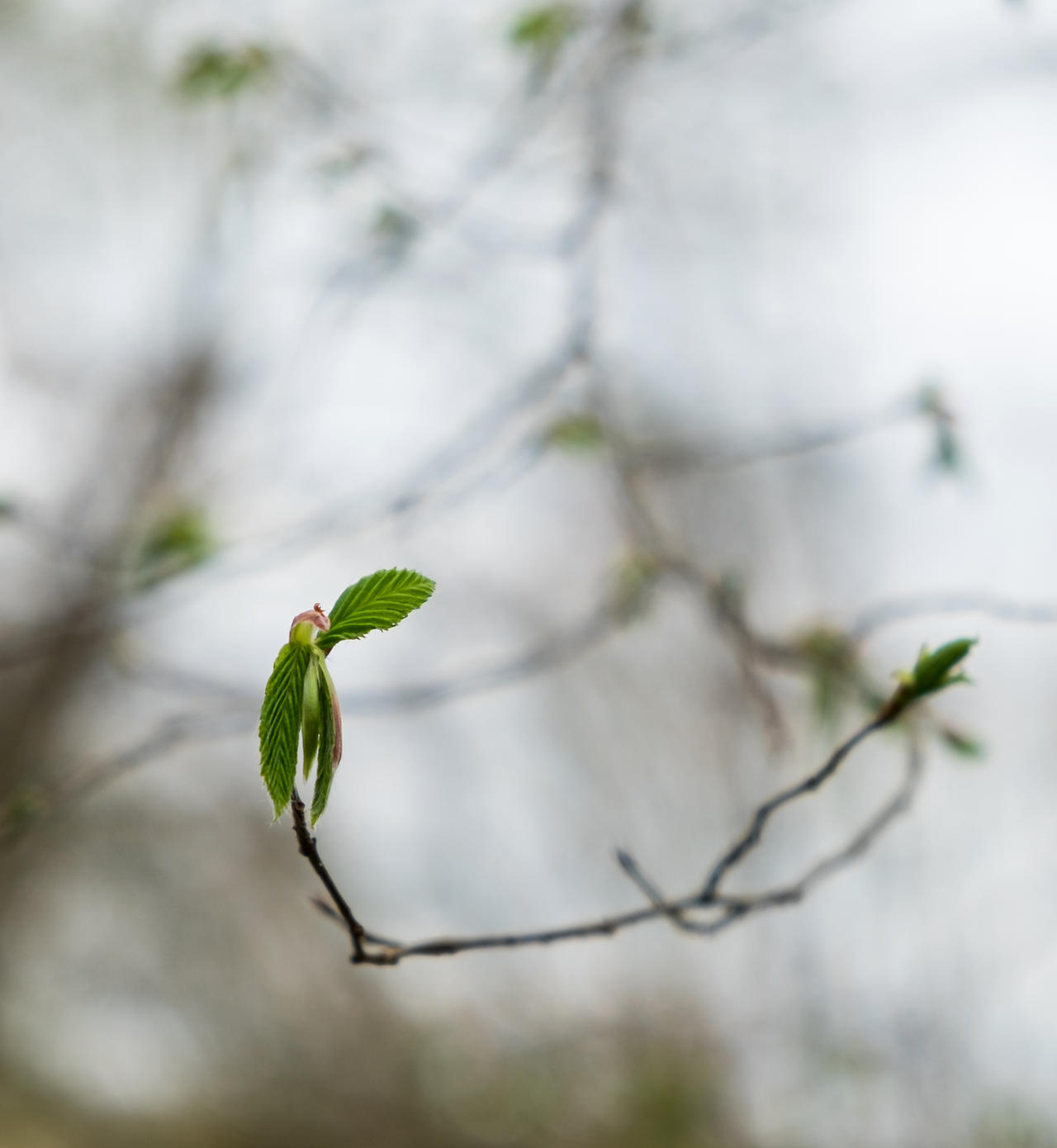 Hooked Spring by eegariM on DeviantArt