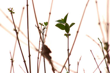 budding leaves