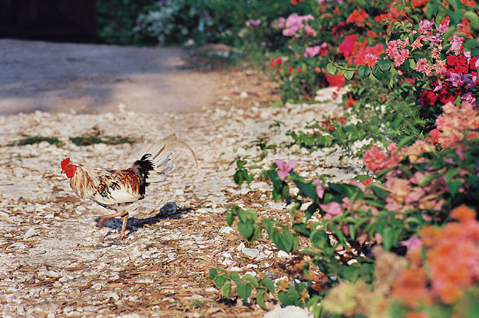 poultry crossing