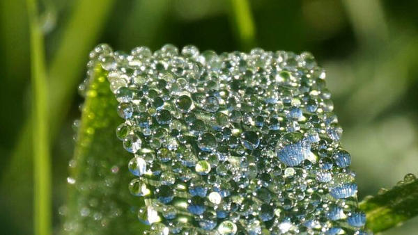 Sparkles of dew