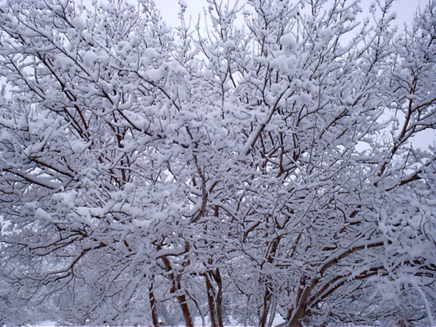 Snow in Texas 2