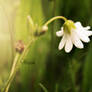 Little white flower