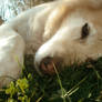 Chini resting in the grass