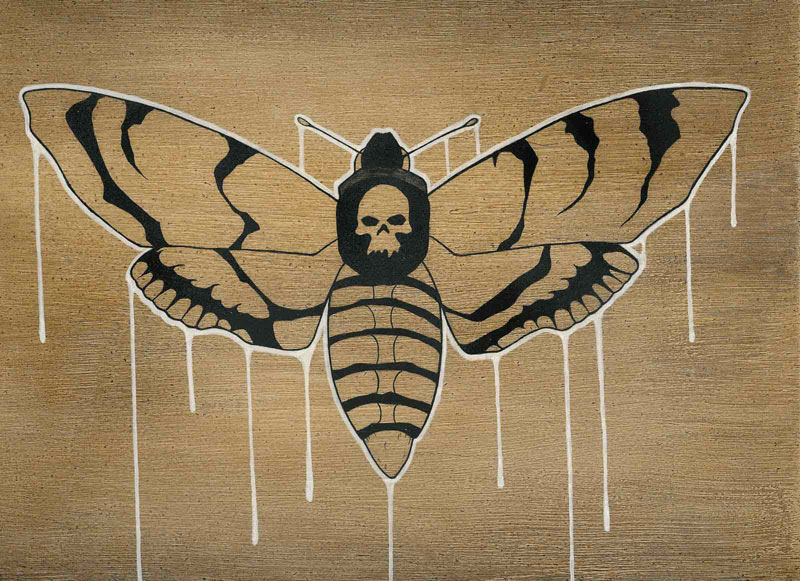 deaths head moth