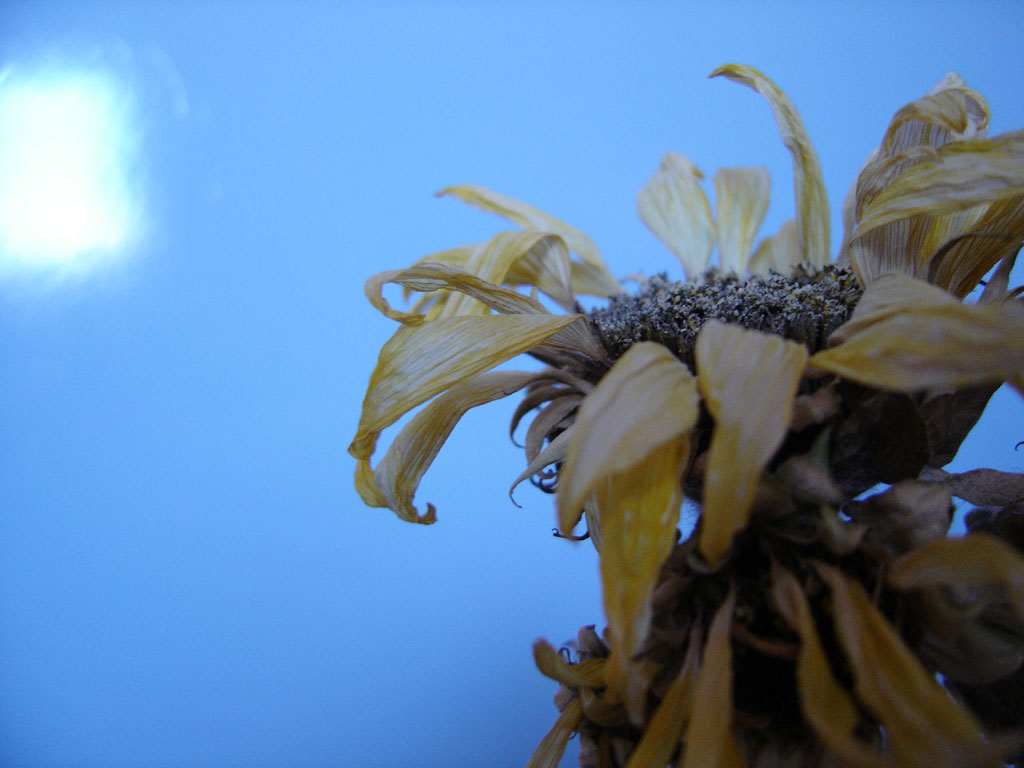 Sonnenblume