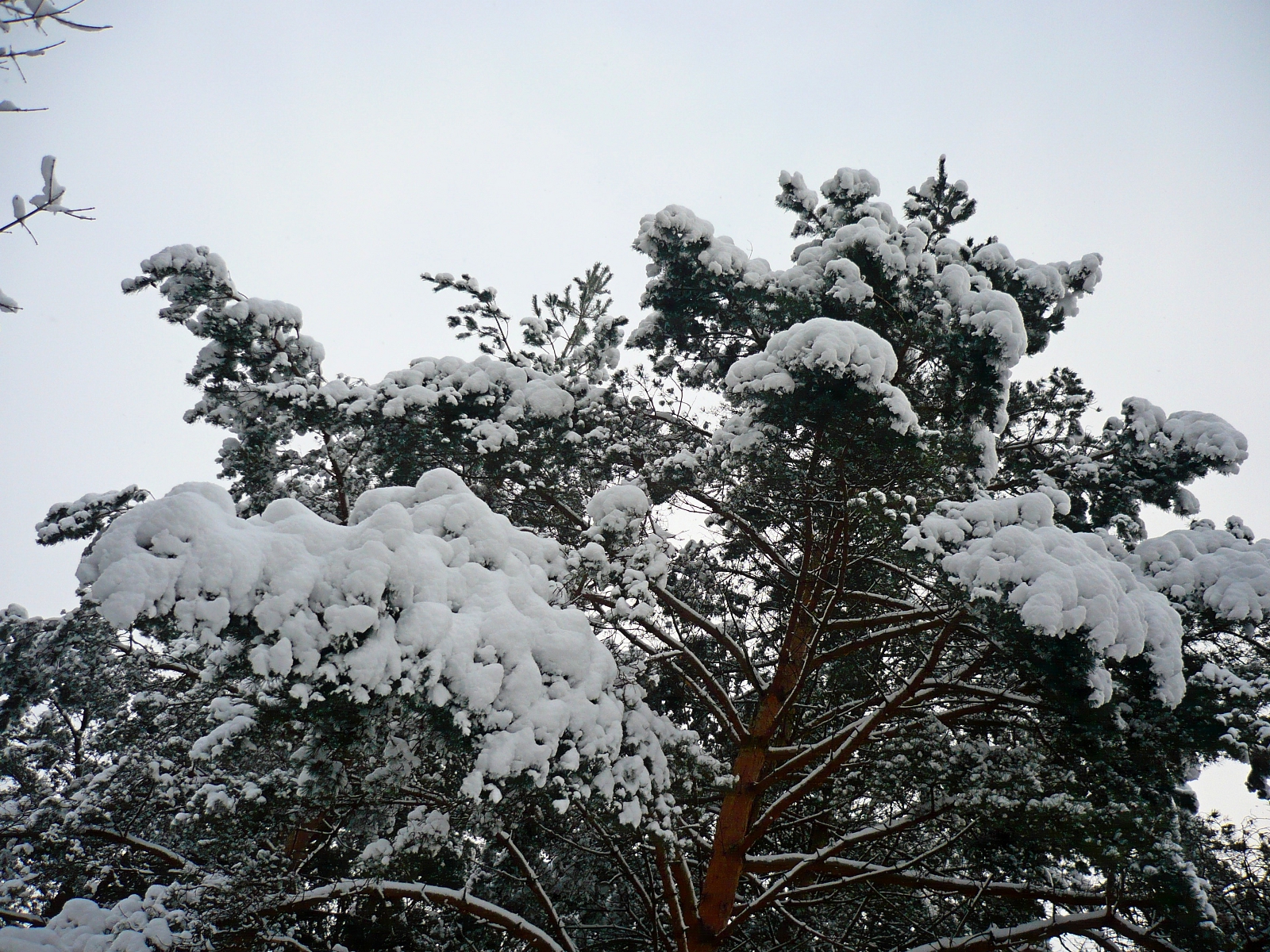 Bacieczki in the snow