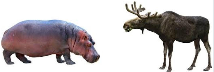 Moose Vs Python Hippo vs moose by pussInBootsFan2007 on DeviantArt